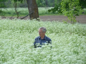 Gord Edwards surveys a large patch of wild chervil along Grey Road 18 in Georgian Bluffs on Wednesday, June 3, 2020.