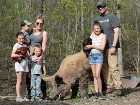 Crystal and Matt Blanchard and their four children, Maddie, Dalton, Porter and Shayne, have been given a deadline of June 12 to remove their pigs and chickens from their Stone Mills property because the animals don't conform to the property's zoning bylaw. (Meghan Balogh/The Whig-Standard)