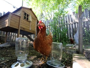 FILE — Backyard chickens might be considered by Parkland County council.