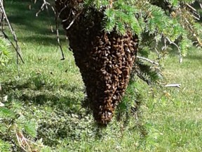 Bee swarms, such as this one that formed on a pine tree branch on Patrick Kennedy's front lawn, commonly occur in late spring and early summer. (Patrick Kennedy/Supplied Photo)