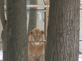 In this file photo, a lion peers out of its enclosure at the Roaring Cat Retreat south of Grand Bend. After more than a year of controversy, owners Mark and Tammy Drysdale have removed the exotic animals from their property.