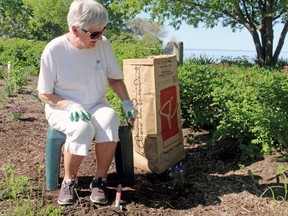 Pat Dinnes cleans out some of the weeds from a garden on the North Bay waterfront, Tuesday.
PJ Wilson/The Nugget