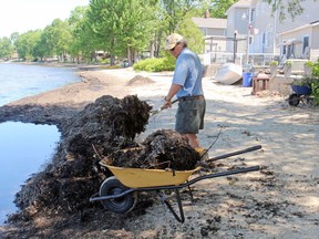 Al James loads some Lake Nipissing sludge into a wheelbarrow off Sunset Boulevard, Tuesday.
PJ Wilson/The Nugget