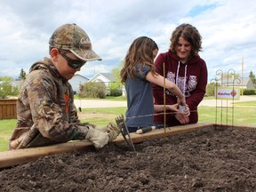 Lisa Vavra, far right, and her children Bentley (left) and Adyson seed a plot in the Nipawin community garden on Friday, May 29. Both the Nipawin and Melfort community gardens plots are virtually all rented. Photo Susan McNeil.