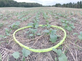 This metric hoop is equivalent to a quarter square metre. With this hoop, multiply plant counts by four to get plants per square metre.Photo supplied