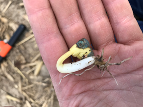 Figure 1. Kidney bean with swollen hypocotyl struggling to emerge through crusted soils.