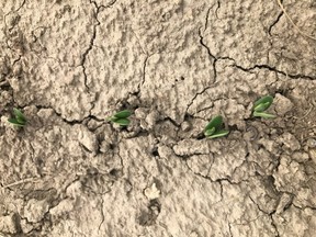 Figure 1:  Soybeans struggling to emerge due to soil crusting