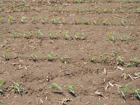 Figure 1. Corn stand with some gaps where seeds have failed to emerge. Final population in this field is still very acceptable to keep