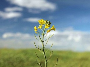A canola blossom is seen in this file photo.
 MIKE DREW/POSTMEDIA NETWORK FILE