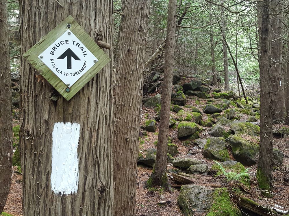 Grey-Bruce clubs holding events to mark Bruce Trail Day | Owen Sound ...