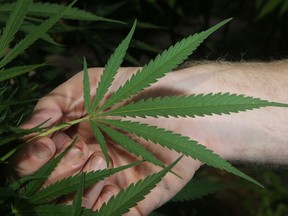 A man holds a cannabis leaf in this postmedia file photo.
Julie Oliver/Postmedia