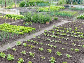 The Township of Laurentian Valley has received funding to create two community gardens - one at Shady Nook Recreation Centre and one at the Alice and Fraser Recreation Centre.