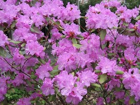 Rhododendron 
(Photo courtesy of Stephen Westcott-Gratton/Garden Making Magazine)