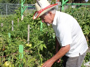 Leo Bonville checks his crops at the Cornwall Community Gardens off of Race Street on Wednesday, Aug. 7, 2014.