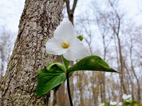 Trilliums are the flower of Ontario (in part) because they live in the bush, are plants hardy enough to grow in the coldest days of spring, and they survive the challenges placed before them almost with a smile on their blooms. Postmedia photo