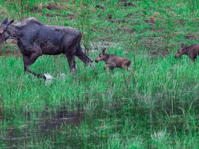 A moose cow leads a pair of calves along the edge of a marsh off Highway 537 near Wahnapitae.