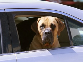 A dog patiently waits in a car parked in a parking lot off of Long Lake Road on Thursday.