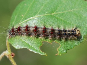 A full-grown gypsy moth caterpillar, about 6 cm in length, in late June.