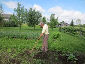 Weeding is one of the critical parts of growing a good garden, as Mark Cullen demonstrates. Supplied