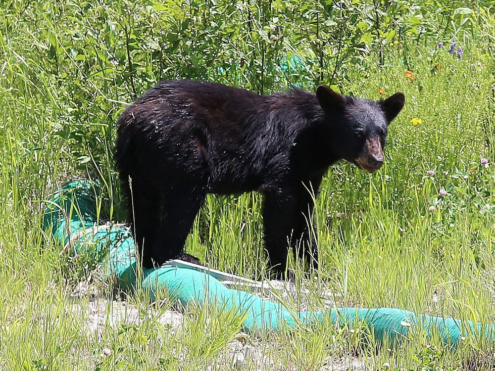 Do your part to keep black bears in the bush Sault Star