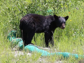 A stock photo of a black bear, seen here near the Garson-Coniston Road on Monday.

John Lappa/Sudbury Star