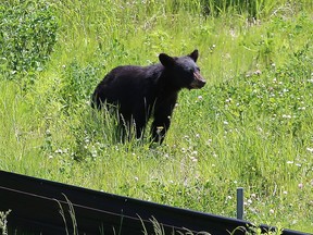 A black bear travels near the Garson-Coniston Road in Greater Sudbury, Ont. on Monday June 22, 2020.