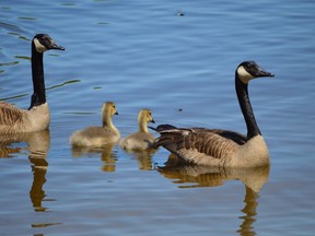 A pair of Canada geese paddle with their goslings off the shore of Centennial Park in Whitefish.