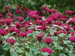 Bee Balm is colourful flower that spreads by root. While Mark and Ben Cullen would not classify it as invasive, it does move through your garden. Dig and divide every three to five years. Supplied