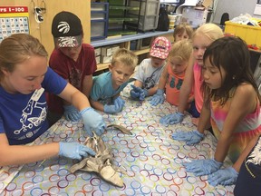 Science North Summer Camp students get a hands-on demonstration in biology as a camp leader dissects a dogfish. Many of the camps are cancelled this summer, although there will be a Summer Science at Home program available online to families.
