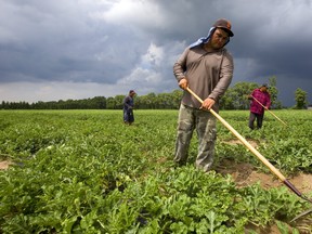 Eight temporary foreign workers were exposed to COVID-19 locally and two were infected with the disease, the cluster of cases was contained. Pictured, migrant workers weed a watermelon field near London, Ont., in 2018  -- Postmedia file photo