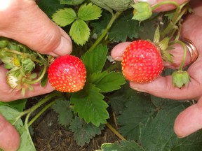 Strawberries and cream anyone? The local season should get underway by end of June or after Canada Day. (supplied photo)