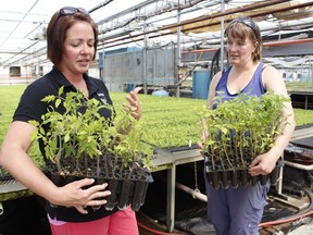 Erin Rathbone, board member with the Timmins Fall Fair, left, was chatting with Jenny Millson, owner of Millson Forestry Service, about the growing process for cherry tomato plants at Millson Forestry Thursday afternoon. Millson has donated approximately 150 tomato plants for the Timmins Fall Fair seed program. As part of that program, the agricultural society will be handing out cherry tomato growing kits at no cost to interested families at Mountjoy Arena this Saturday morning.

RICHA BHOSALE/The Daily Press