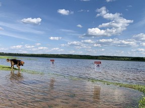 A dog trots by a pair of signs posted by the Porcupine Health Unit along the beach  in White Water Park advising people to not go swimming due to high bacterial levels in the water.

ELENA DE LUIGI/The Daily Press