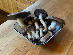 These are Wine Caps mushrooms which are some of the variations of fungi that John Burner plants. The Burners enjoy their flavour in a variety of dishes that they prepare.