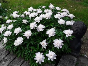 Angela Dorie's peonies are all-white this year, a sign of how the plants deal with the stress of frosts, and dry, warm weather. Photo taken on Monday June 29, 2020 in South Glengarry, Ont. 
Angela Dorie/Special to the Cornwall Standard-Freeholder/Postmedia Network