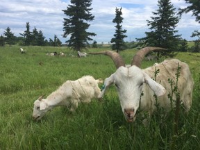 goats-weed-eating
