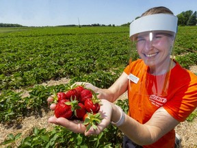 Susan Judd, who manages the U-Pick for Heeman's says they have a great crop that's ready to go at their farm on Nissouri Road east of London, Ont. Judd says all their staff will be wearing masks, and the public will be charged by volume rather than weight, so no weighing is required. (Mike Hensen/The London Free Press)