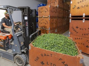 Dean Van Raay loads a bin of garlic scapes into the cooler at the family farm's Dashwood area barn on Thursday June 18, 2020. The Van Raay farm is using local students to help in the harvest. (Mike Hensen/The London Free Press)