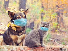 Dog and cat in medical face mask (respirator) outdoors. Medical concept