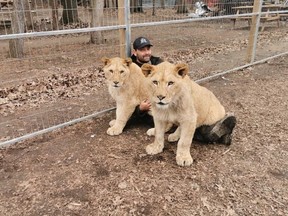 Brandon Vanderwel is seeking exemption from a South Huron exotic animals bylaw in order to create a sanctuary south of the Grand Bend Motorplex for two lions. (Submitted)