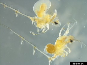Spiny waterflea is one of the invasive species in this basin.