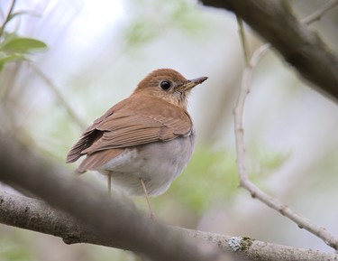 This veery, a type of thrush, is usually found near the forest floor in search of worms and grubs. This bird has a very cool airy, fluty song that some refer to as a digital/robotic sound. The photo was taken May 20 around 7 a.m. at the West Perth Wetlands. KATY KOLKMAN