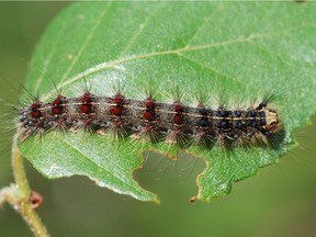 A gypsy moth caterpillar can grow to be six cm long and is identified by the rows of blue and red spots on its back.