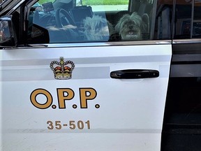 An OPP K9 officer took a photo of these two Shih Tzus in his cruiser after they tried to escape a nearby shelter. OPP photo