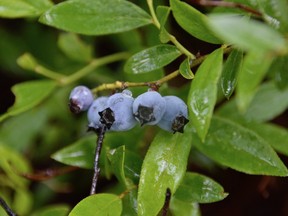 Moisture beads on blueberries growing near Blueberry Hill Road in Naughton on Sunday. While the wild fruit is still ripening in some places, it is ready for the picking in others.