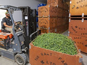 Dean Van Raay loads a bin of garlic scapes into the cooler at the family farm's Dashwood area barn on June 18. The Van Raay farm is using local students to help in the harvest. Mike Hensen/Postmedia Network