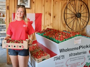 Sierra Demaere, manager of the Wholesome Pickins store in Delhi, holds a flat of strawberries on Tuesday afternoon. The recent dry heat has impacted the strawberry crops at farms across Norfolk County. (ASHLEY TAYLOR)