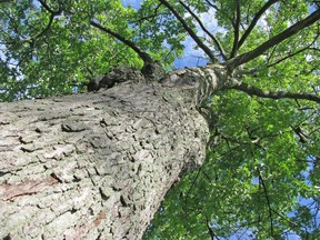 The City of Sarnia is asking residents to make sure they water trees on their property this summer. (Peter Epp/Postmedia Network)