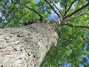 The City of Sarnia is asking residents to make sure they water trees on their property this summer. Peter Epp photo