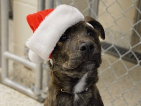 A pup awaits a taker at the SPCA animal centre in Sudbury prior to Christmas. Adoptions were suspended this spring after the COVID-19 emergency began in Ontario, but will resume now through a limited-contact approach.